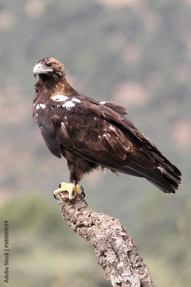 Spanish Imperial Eagle adult female in a Mediterranean forest on a cloudy day Spanish Imperial Eagle adult female in a Mediterranean forest on a cloudy day