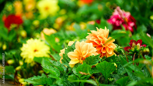 different coloured dahlias with green in the front 