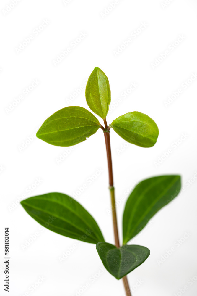 leaves of Peperomia on white background leaves of Peperomia on white background