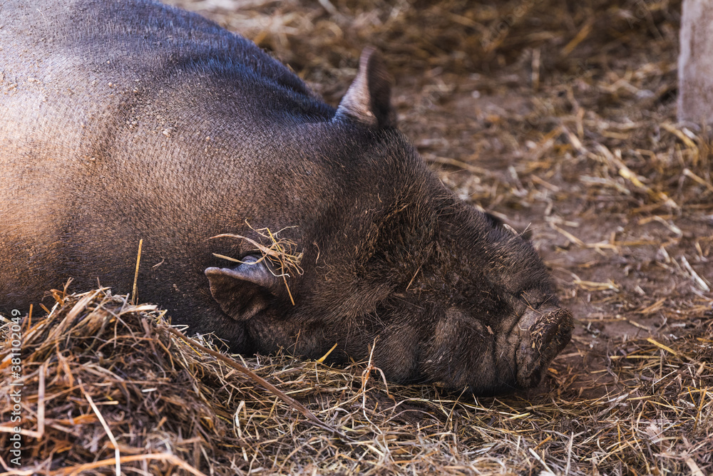 A Vietnamese pot bellied pig lying on muddy ground A Vietnamese pot bellied pig lying on muddy ground