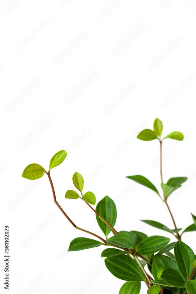 leaves of Peperomia on white background leaves of Peperomia on white background