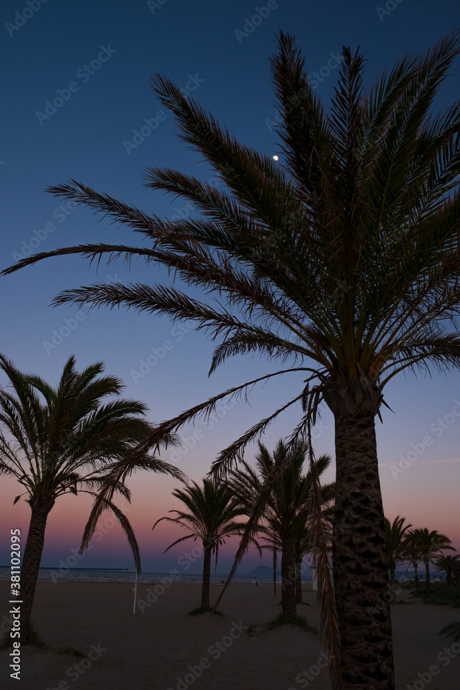 Palm trees on the beach against the sunset sky and the moon