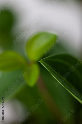 leaves of Peperomia on white background