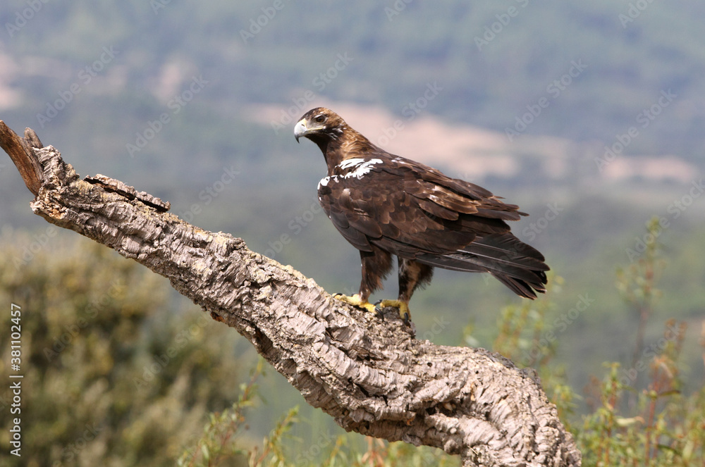 Fototapeta premium Spanish Imperial Eagle adult female in a Mediterranean forest on a cloudy day