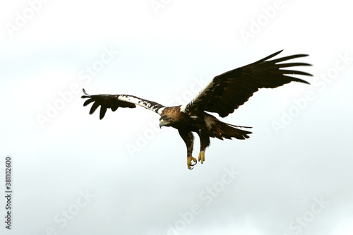 Spanish Imperial Eagle adult male flying on a cloudy day with a lot of wind
