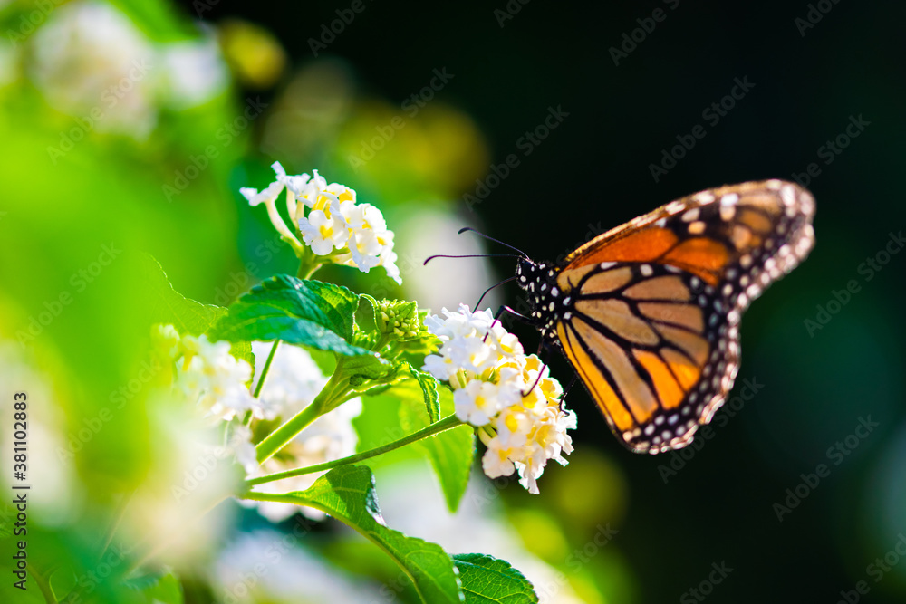 Obraz premium Mariposa Monarca negra, naranja y blanca en la flor blanca en los rayos del sol, primavera