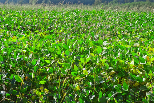 Wild soybeans grow in the field. Soybean texture closeup.