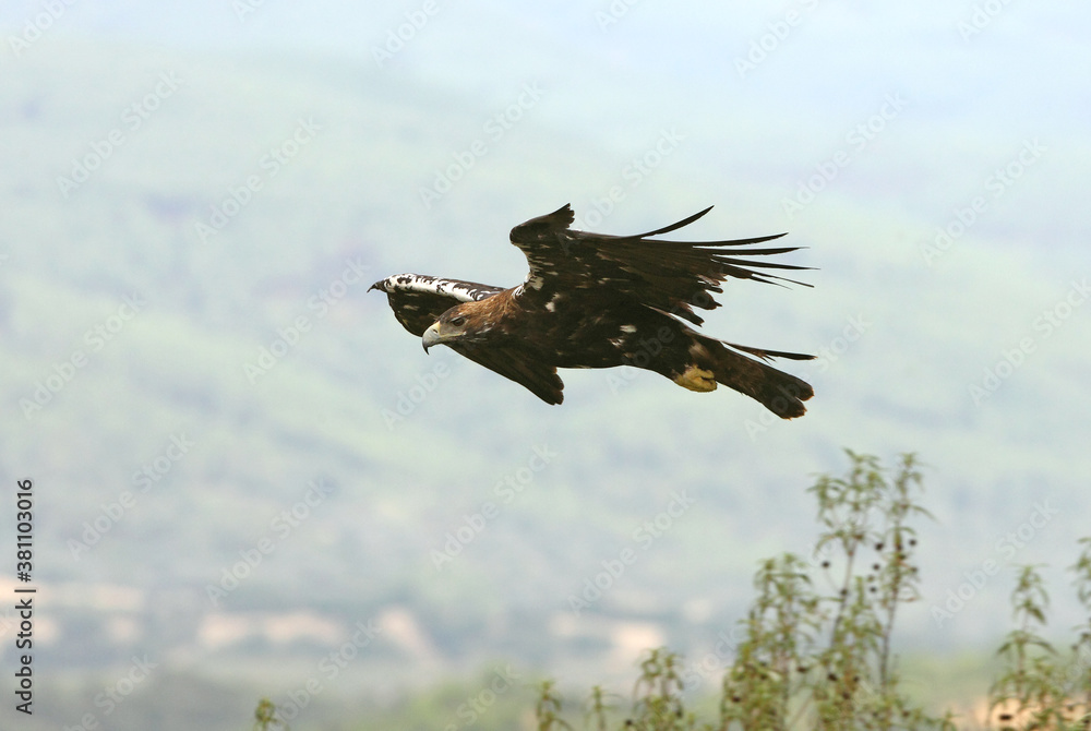 Obraz premium Spanish Imperial Eagle adult male fying with the morning lights on a windy day in a Mediterranean forest in central Spain