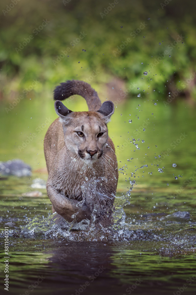 Ein Puma rennt durch das Wasser Stock Photo | Adobe Stock