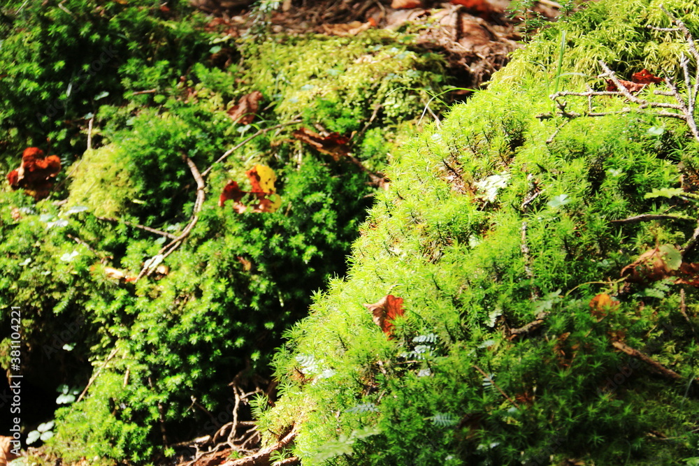 Fototapeta premium 初秋の北八ヶ岳 白駒池の苔の森 