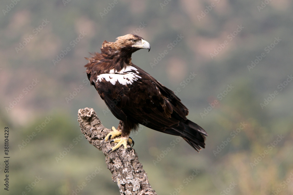 Fototapeta premium Spanish Imperial Eagle adult male in a Mediterranean forest on a cloudy day