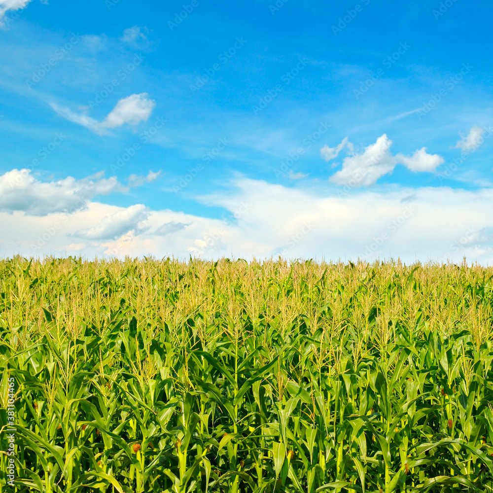 Green cornfield and beautiful clouds in the blue sky. Green cornfield and beautiful clouds in the blue sky.