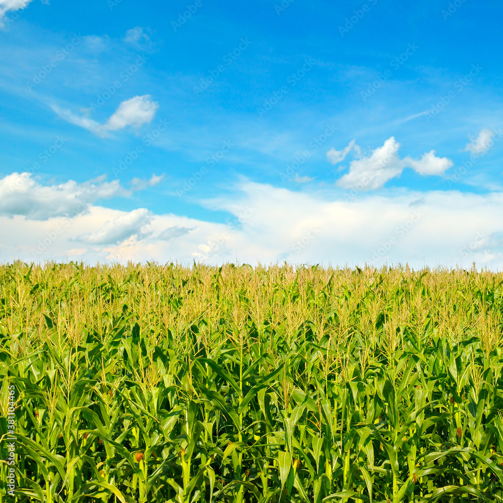 Green cornfield and beautiful clouds in the blue sky.