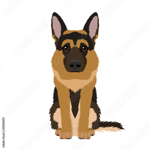 Vector portrait of german shepherd isolated on white background	
