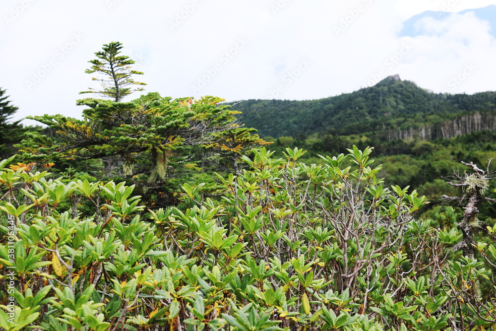 初秋の北八ヶ岳 中山縦走路から『にゅう』山頂を望む 初秋の北八ヶ岳 中山縦走路から『にゅう』山頂を望む