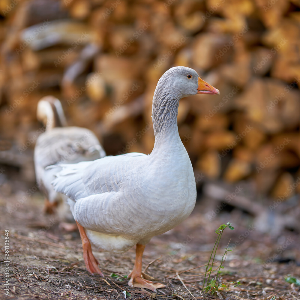 Fototapeta premium curious goose on a farm in Germany