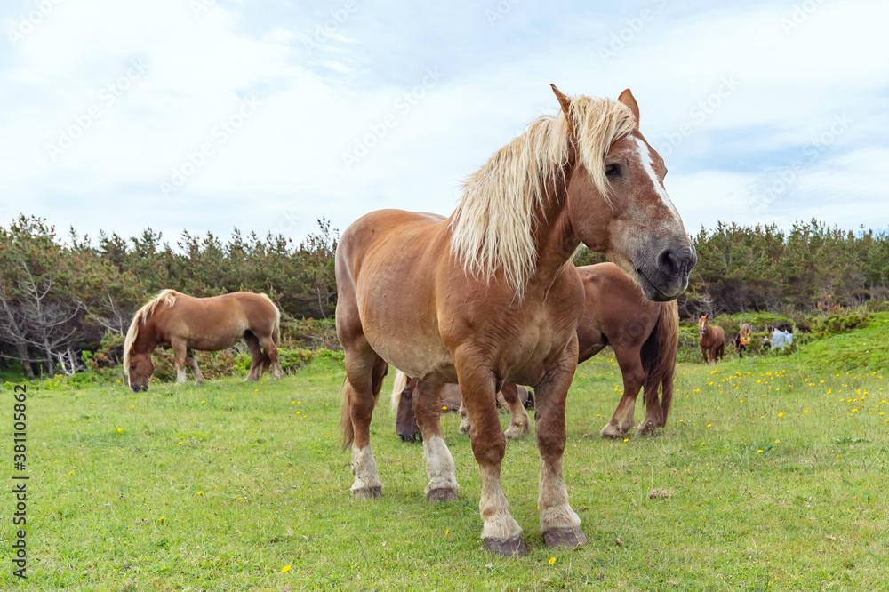 【青森県下北半島尻屋崎】尻屋崎の寒立馬