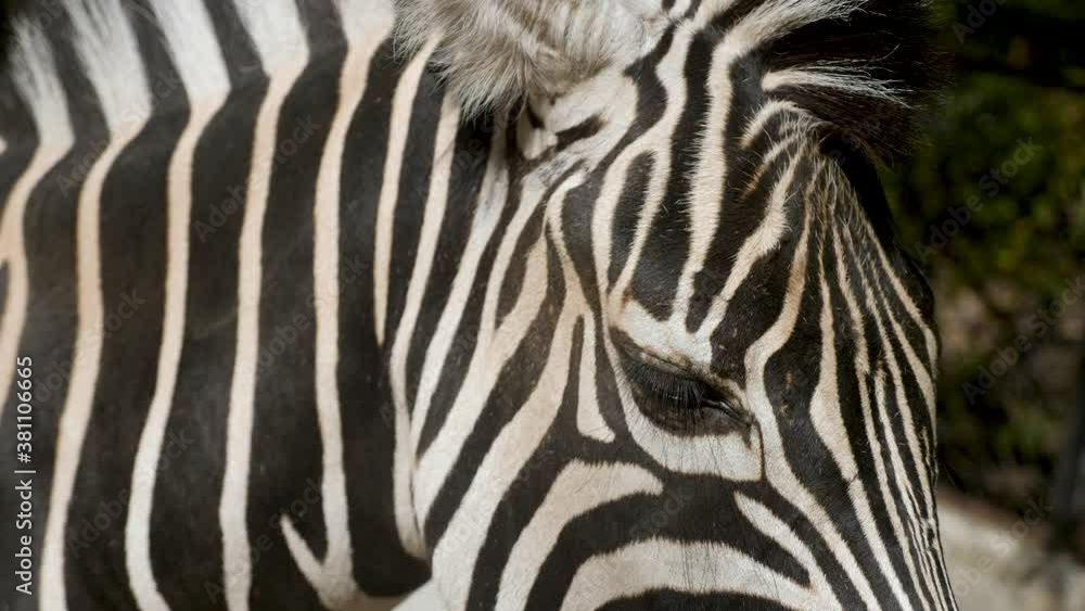 head of an African zebra standing in the zoo in the afternoon in Yalta head of an African zebra standing in the zoo in the afternoon in Yalta
