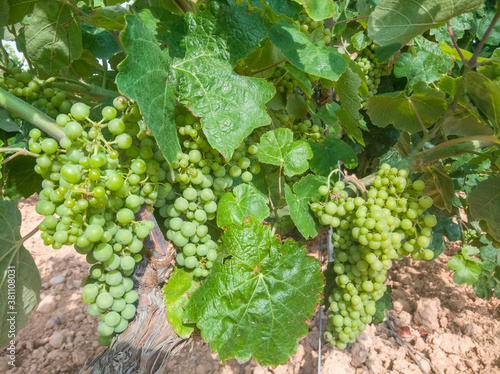 Vineyard with still green grapes of the Bobal variety growing in the month of June in the area of La Manchuela, Fuentealbilla (Spain)