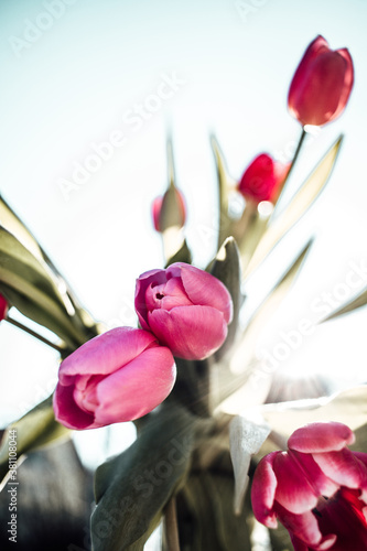 Blumen