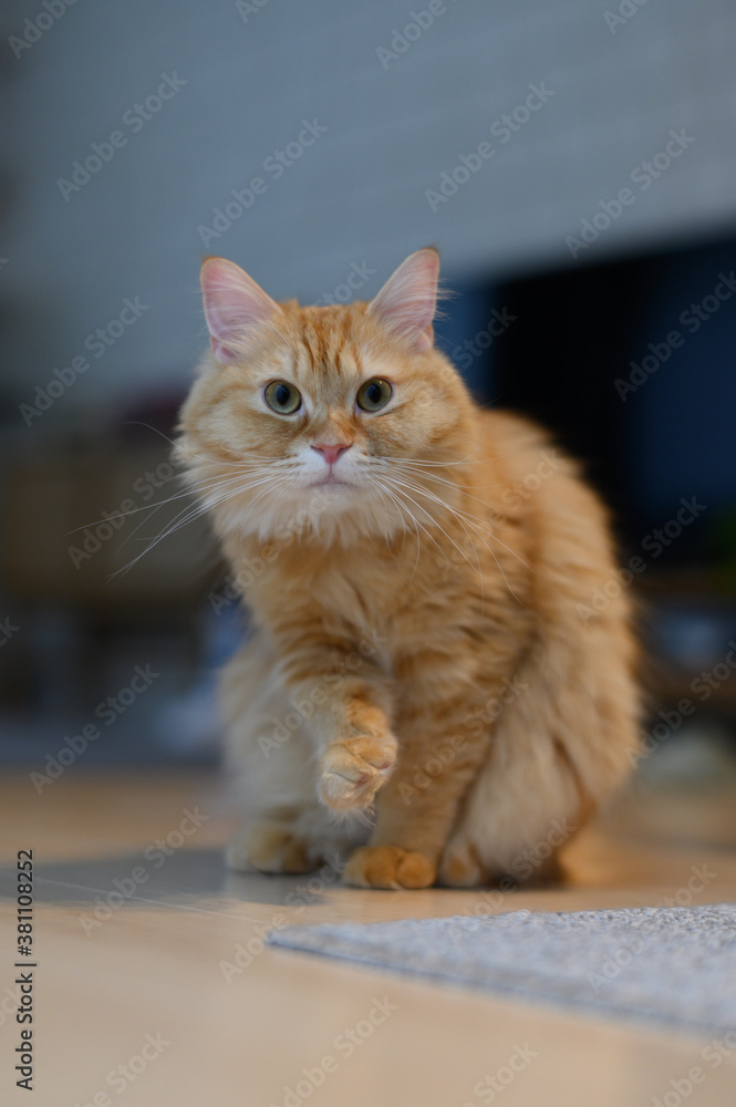 顔を洗う猫(マンチカン) 顔を洗う猫(マンチカン)