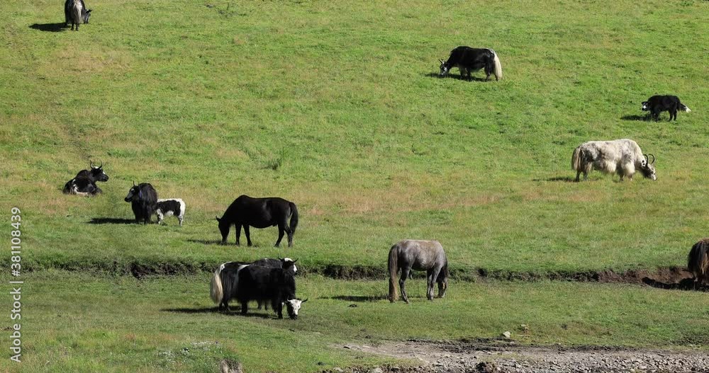 Yak in high altitude mountains of Tibet Yak in high altitude mountains of Tibet