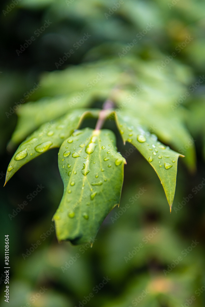 Fototapeta premium Close up on drops of dew/rain on a green leaf in the outdoor park in Vienna 