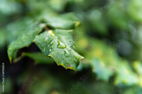 Close up on drops of dew/rain on a green leaf in the outdoor park in Vienna 