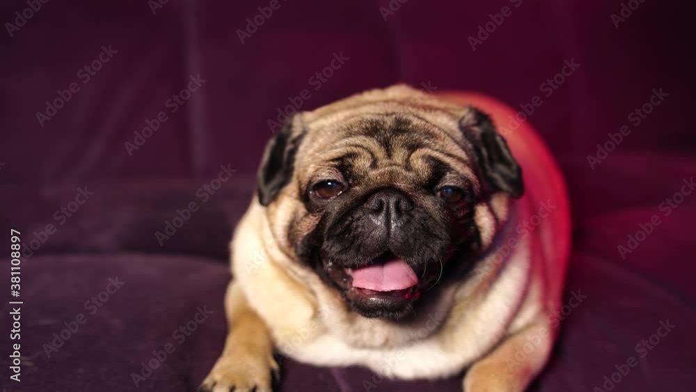 Funny dog resting on sofa. Cute pug with sticking out tongue relaxing on comfortable couch in cozy living room at home Funny dog resting on sofa. Cute pug with sticking out tongue relaxing on comfortable couch in cozy living room at home