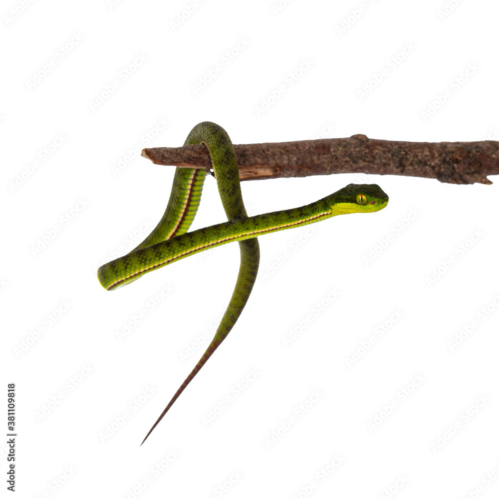 Obraz premium Brown spotted green baby pit viper on whiteClose up from brown spotted green baby pitviper or pit viper hanging on wooden branch. High detail. Isolated on white background.