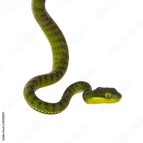 Close up of brown spotted green pitviper or pit viper, hanging down. High detail. Isolated on white background.