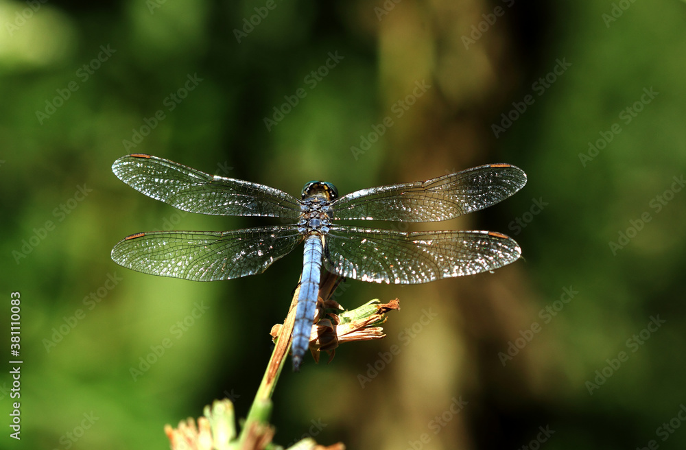 blue dragonfly on a green leaf blue dragonfly on a green leaf