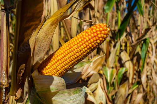 stump of corn full of grain in the field