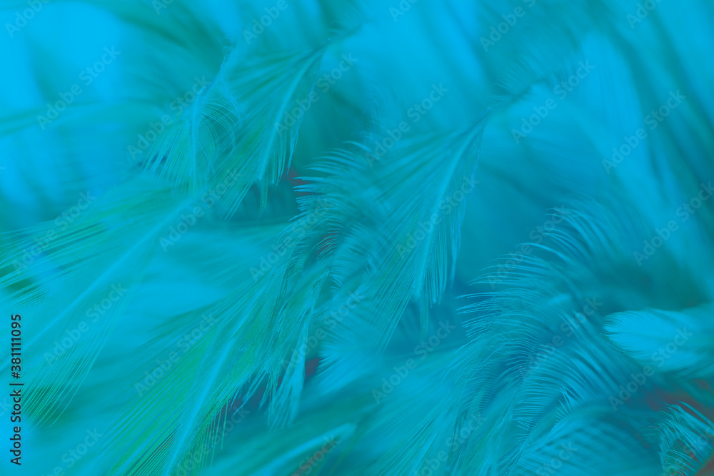 Obraz premium Beautiful dark green blue feather texture pattern background