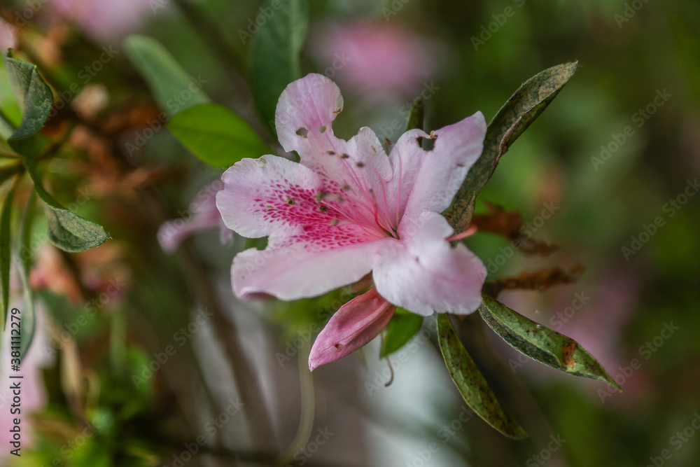 Obraz premium Flores