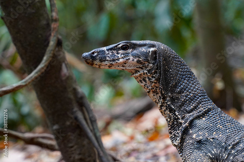 Amazing variety of lizards from exotic places  from Mexico to Philippines.