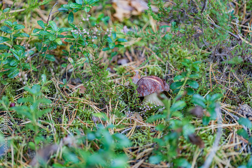 young mushroom penny bun in moss and lingonberry in autumn forest