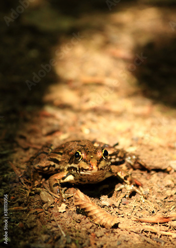 frog in the pond