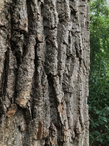 Fototapeta Naklejka Na Ścianę i Meble -  Tree bark. Closeup tree stem of a poplar. Fall. Autumn. Kuinderbos. Kuinre. Noordoostpolder.