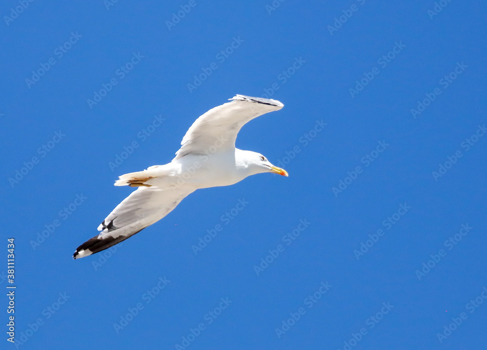 Seagull in flight against a blue sky. Seagull in flight against a blue sky.