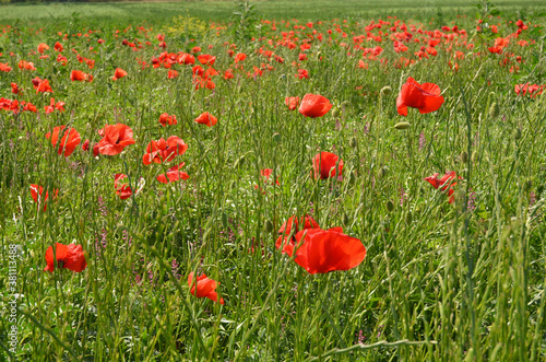 field of red poppies