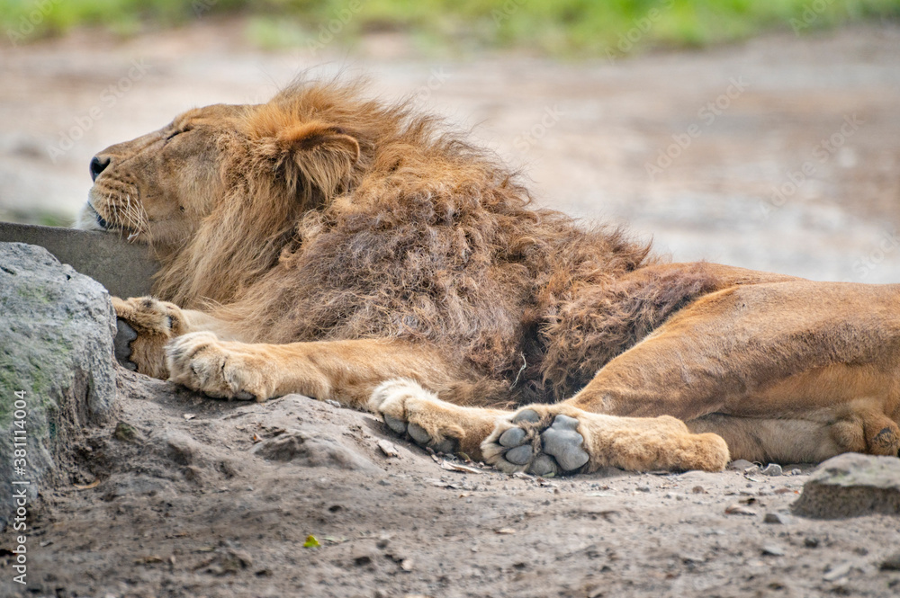 Naklejka premium 寝るライオン