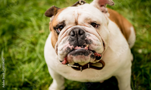 Portrait of cute english bulldog at the park.