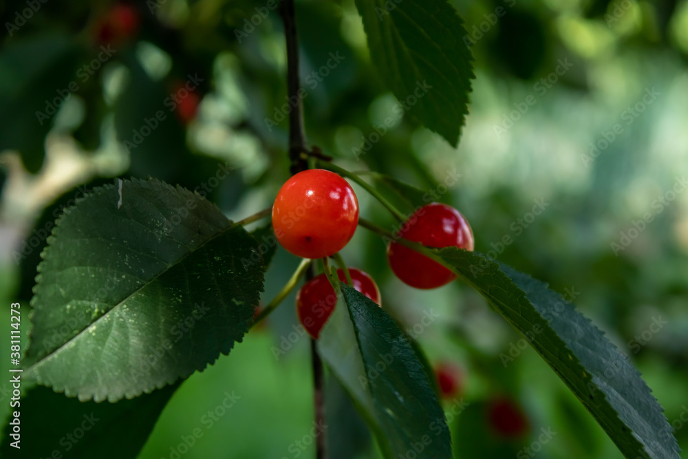 Red cherry berries close-up on a tree in green foliage