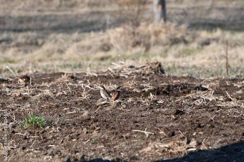Wallpaper Mural birds Torontodigital.ca