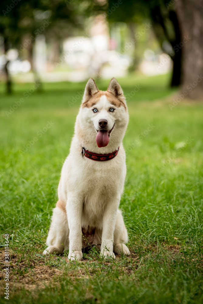 Portrait of cute husky dog at the park.