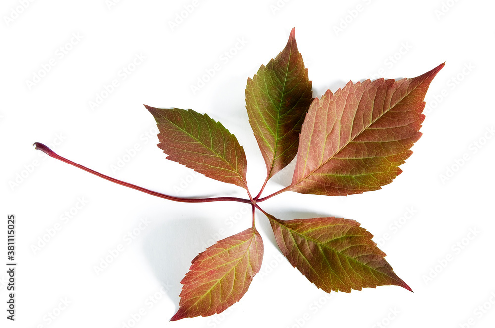 Fototapeta premium Burgundy leaves of wild grapes close up on a white background