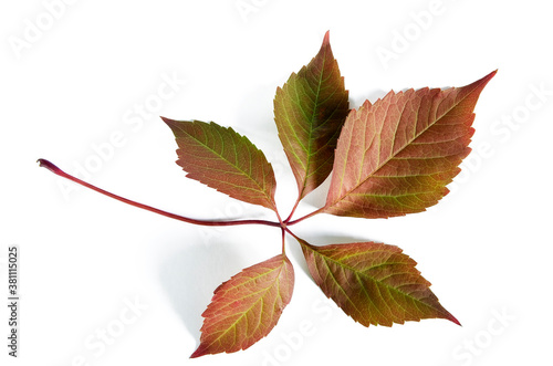 Burgundy leaves of wild grapes close up on a white background