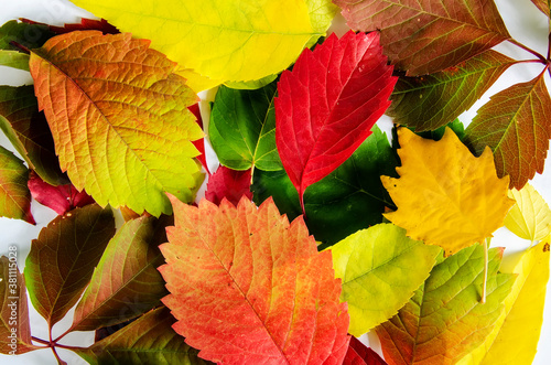 Bright, multicolored fallen leaves close-up on a white background