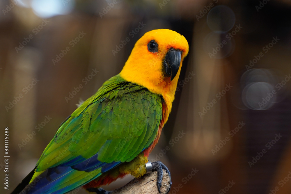 Just macro closeups of parrots with amazing details